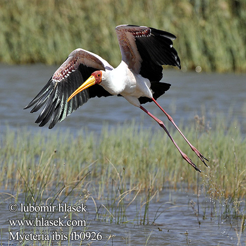 Tantale ibis Afrikaanse Nimmerzat Tantalo africano