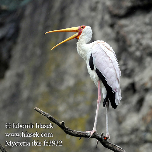 Mycteria ibis fc3932