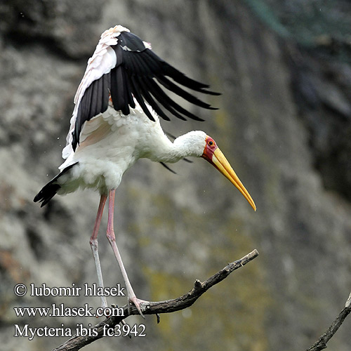 Tántalo Africano Afrikansk ibisstork Sarı Gagalı Leylek