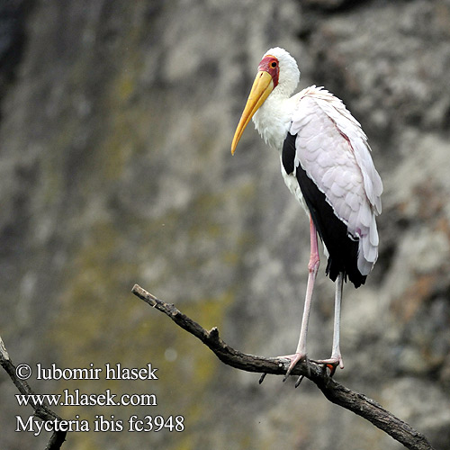 Afrikansk ibisstork Sarı Gagalı Leylek חסידה ורודה
