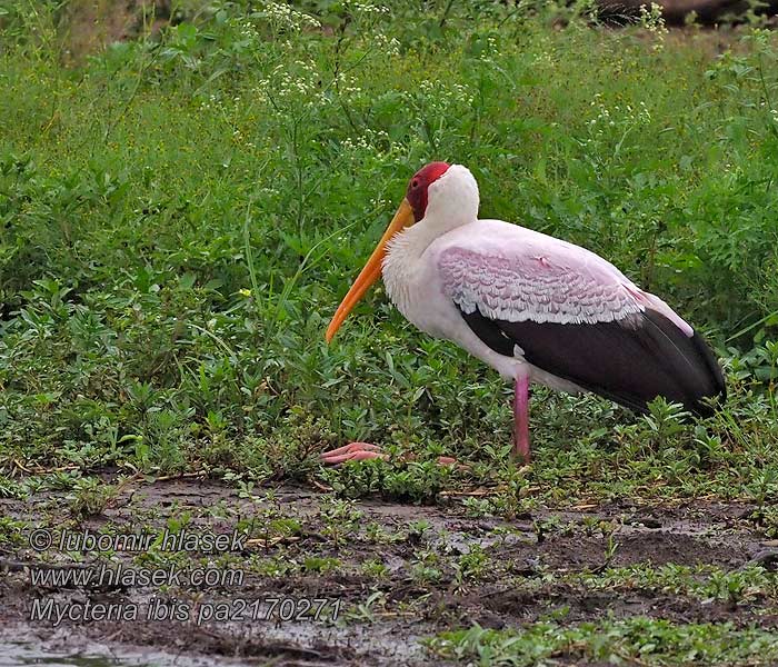 Mycteria ibis