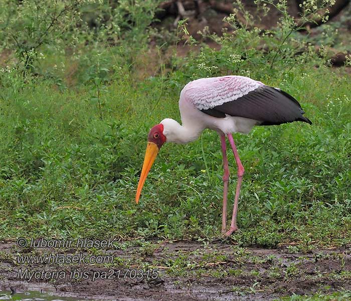 Mycteria ibis