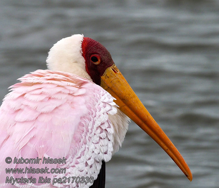 Mycteria ibis