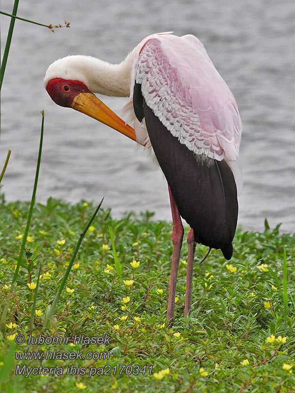 Mycteria ibis