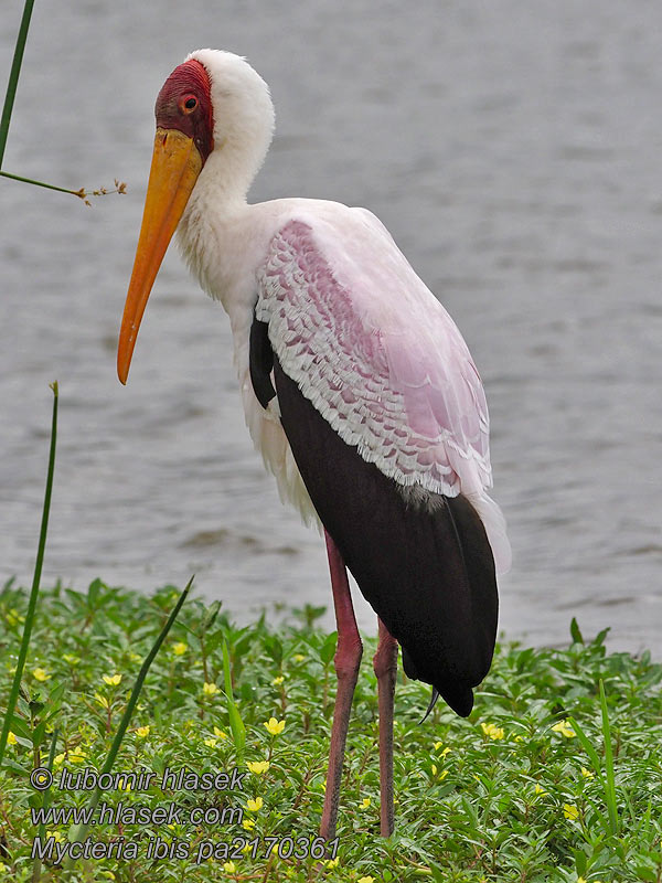 Mycteria ibis