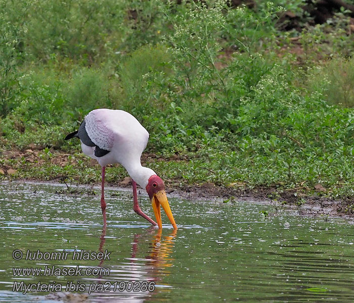 Mycteria ibis