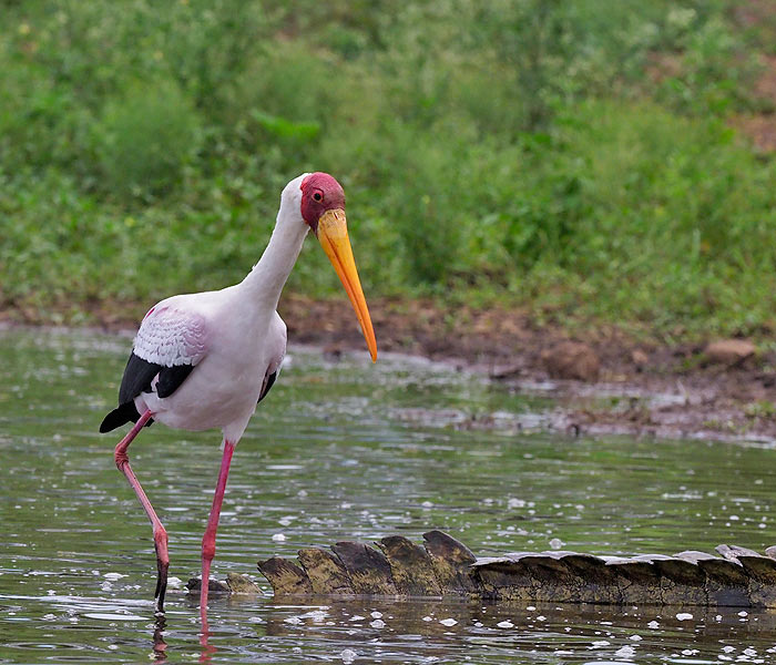 Mycteria ibis