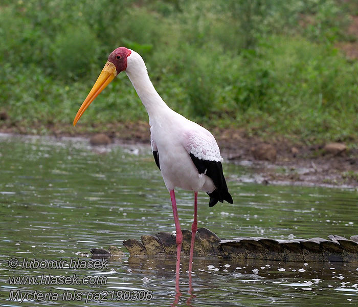 Mycteria ibis