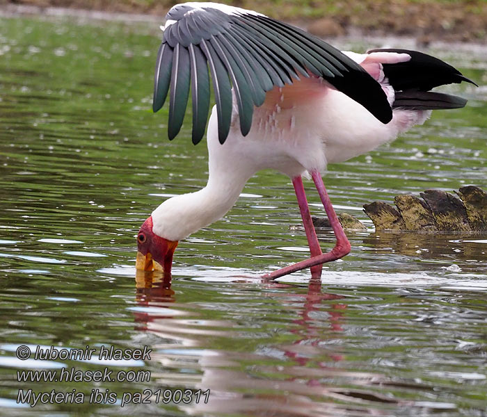 Mycteria ibis