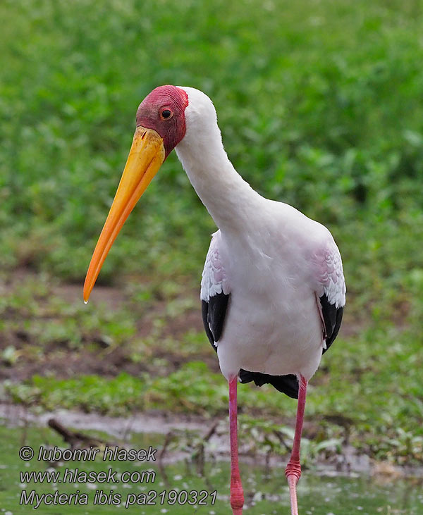 Mycteria ibis