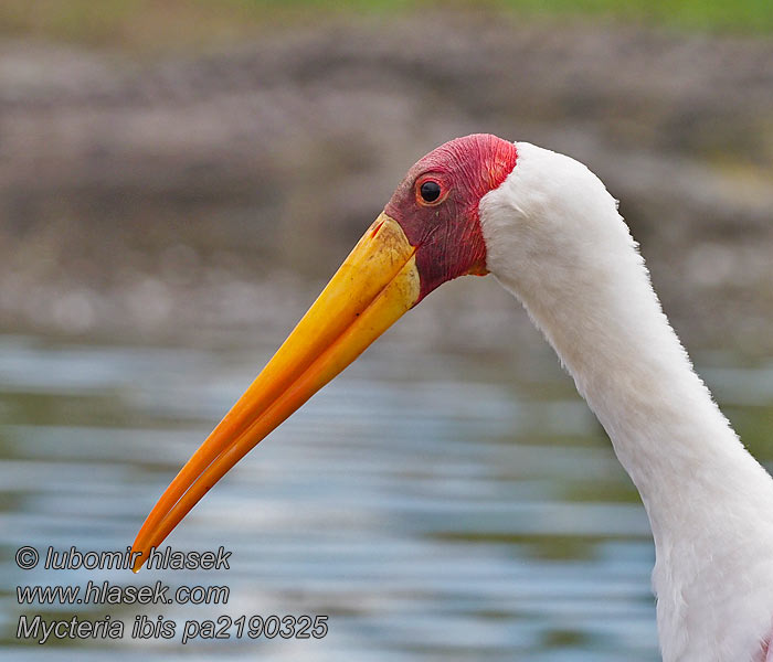 Mycteria ibis