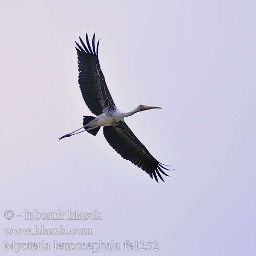 Mycteria leucocephala Painted Stork Nesyt indický Buntstorch Tántalo Indio Tantale indien Индийский клювач расписной インドトキコウ Tantale indien 彩鹳 白头鹮鹳 Cò lạo ấn độ นกกาบบัว Indisk ibisstork Myktéria lysohlavá Dławigad indyjski Beltestork Indische Nimmerzat Aasianiibishaikara Ehis-toonekurg Indisk Skovstork