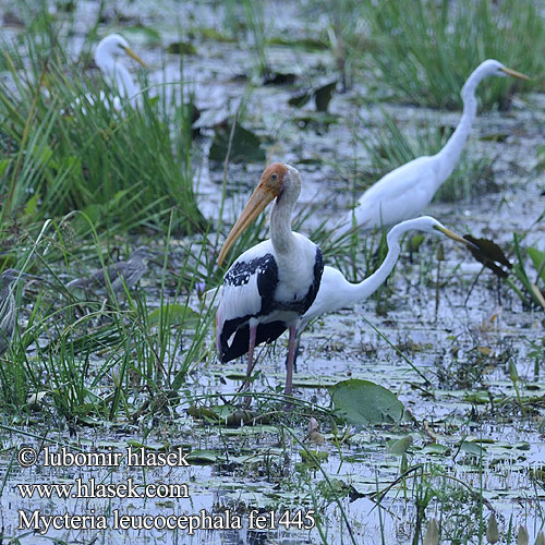 Tantale indien 彩鹳 白头鹮鹳 Cò lạo ấn độ นกกาบบัว Indisk ibisstork Myktéria lysohlavá Dławigad indyjski Beltestork Indische Nimmerzat Aasianiibishaikara Ehis-toonekurg Indisk Skovstork Mycteria leucocephala Painted Stork Nesyt indický Buntstorch Tántalo Indio Tantale indien Индийский клювач расписной インドトキコウ