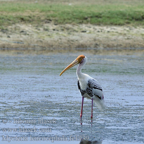 Myktéria lysohlavá Dławigad indyjski Beltestork Indische Nimmerzat Aasianiibishaikara Ehis-toonekurg Indisk Skovstork Mycteria leucocephala Painted Stork Nesyt indický Buntstorch Tántalo Indio Tantale indien Индийский клювач расписной インドトキコウ Tantale indien 彩鹳 白头鹮鹳 Cò lạo ấn độ นกกาบบัว Indisk ibisstork