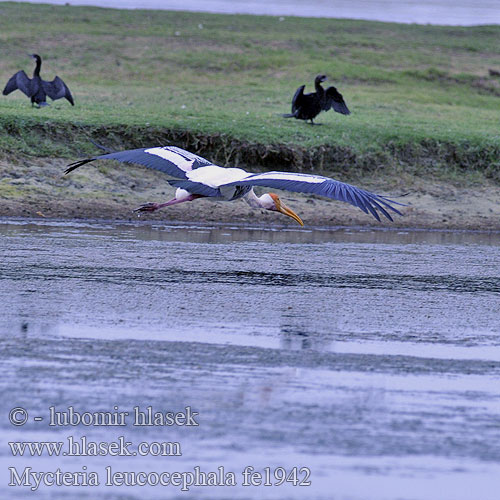 Indische Nimmerzat Aasianiibishaikara Ehis-toonekurg Indisk Skovstork Mycteria leucocephala Painted Stork Nesyt indický Buntstorch Tántalo Indio Tantale indien Индийский клювач расписной インドトキコウ Tantale indien 彩鹳 白头鹮鹳 Cò lạo ấn độ นกกาบบัว Indisk ibisstork Myktéria lysohlavá Dławigad indyjski Beltestork