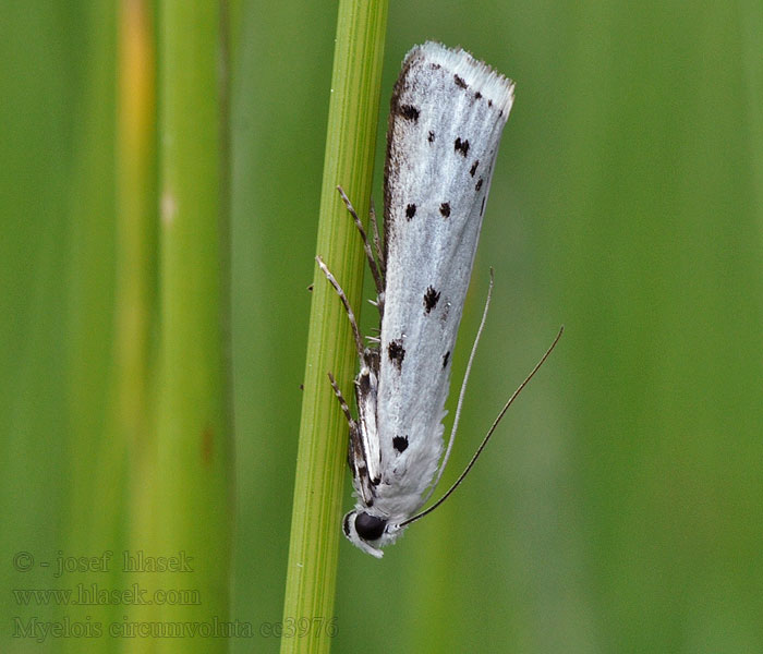 Myelois circumvoluta Zavíječ tečkovaný Thistle Ermine