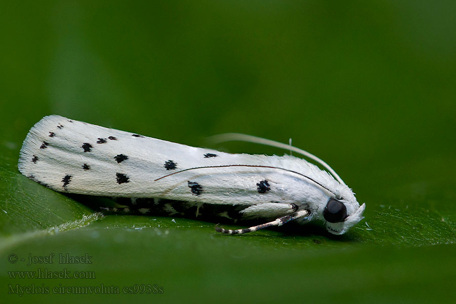 Myelois circumvoluta Bogáncs hermelin Tistelmärgmott