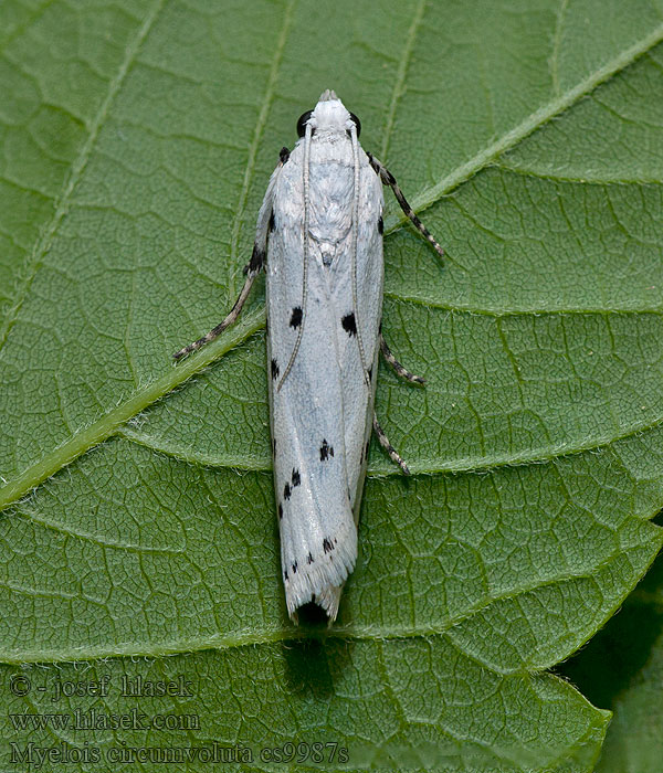 Thistle Ermine Огневка решетчатая Myelois circumvoluta