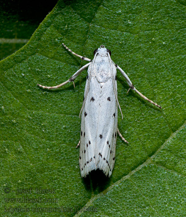 Distelhermelijntje Bogáncs hermelin Myelois circumvoluta