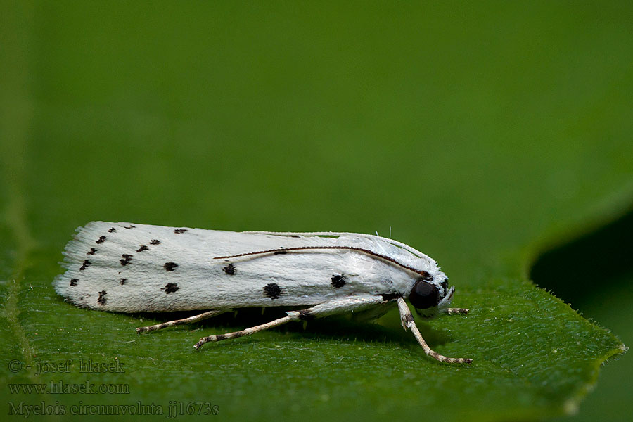 Thistle Ermine Myelois circumvoluta