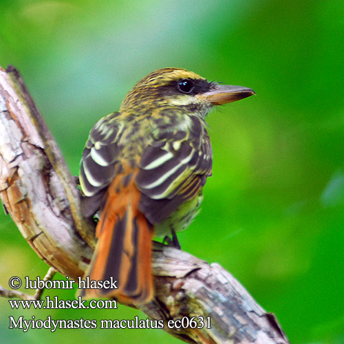 Myiodynastes maculatus Tyran skvrnitý čárkovaný Südlicher Fleckenmaskentyrann Stribet Stortyran Bienteveo Papamoscas Rayado Benteveo Mosquero listado Chilero Viiruväijy Tyran audacieux Pigliamosche pitango striato ブチタイランチョウ Gestreepte Tiran Stripetyrann Bentewi krekowany Bem-te-vi-carijó Bem-te-vi-rajado Полосатый мухолов