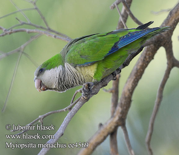 Myiopsitta monachus Monk Parakeet Papoušek mniší