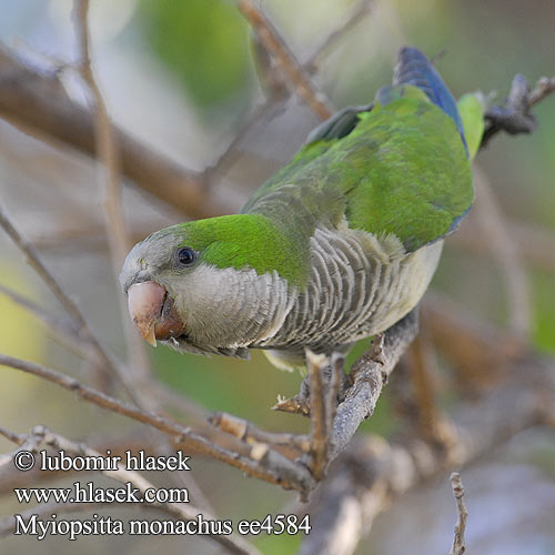 Cata Aliazul Cotorra argentina Cotorrita Munkkiaratti