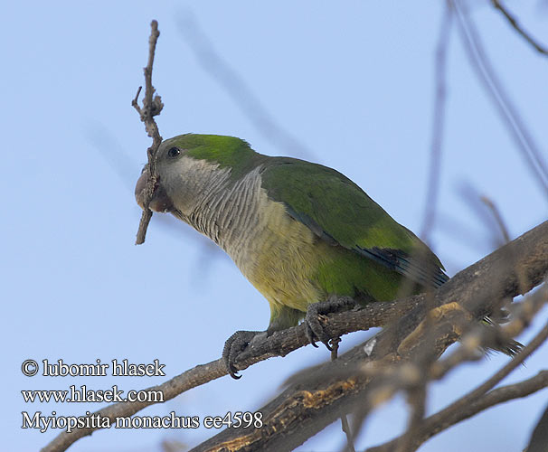 Conure veuve Parrocchetto monaco オキナインコ Monniksparkiet