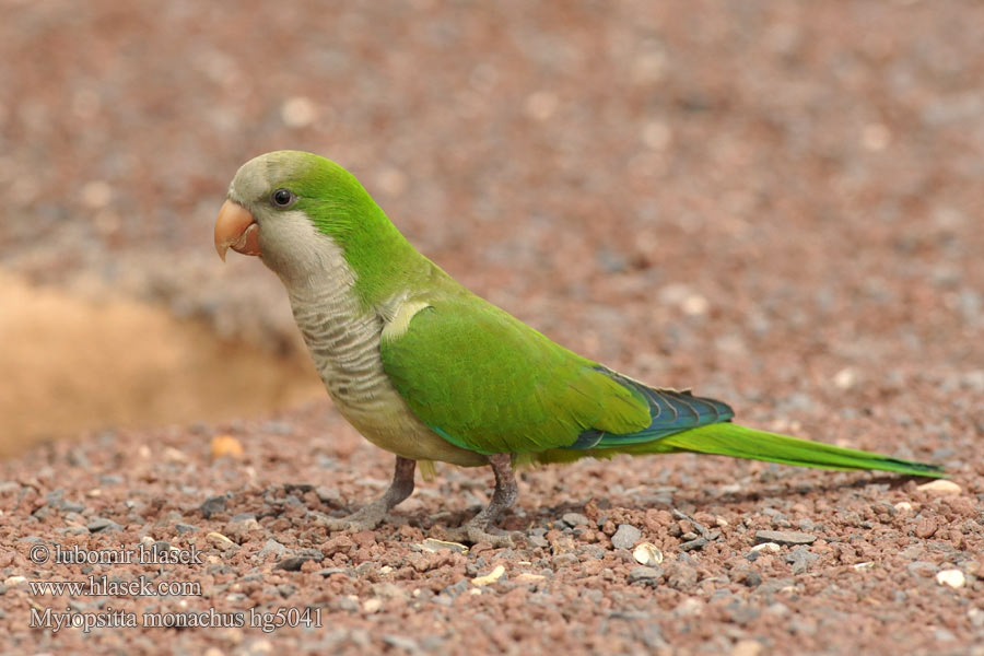 Myiopsitta monachus Cata Aliazul Cotorra argentina Cotorrita