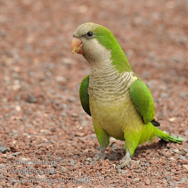 Myiopsitta monachus Munkkiaratti