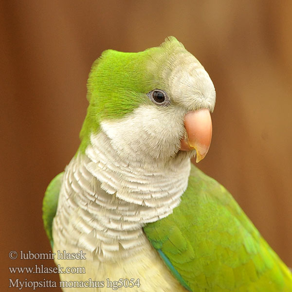 Myiopsitta monachus Conure veuve