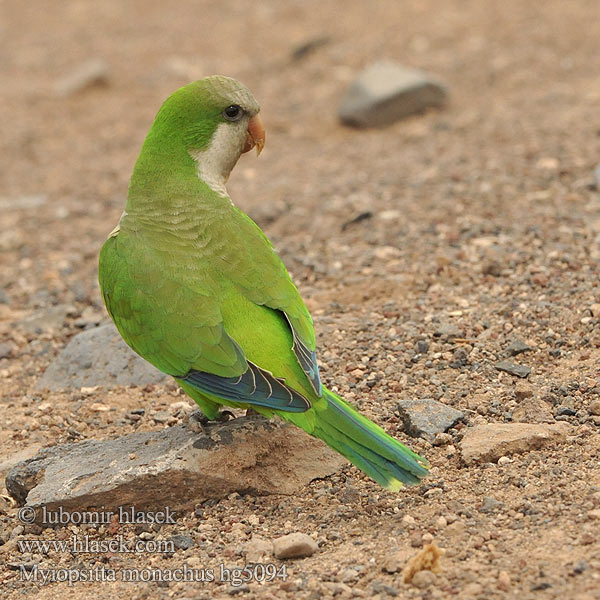 Myiopsitta monachus オキナインコ