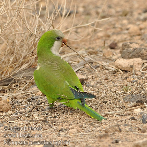 Myiopsitta monachus Caturrita