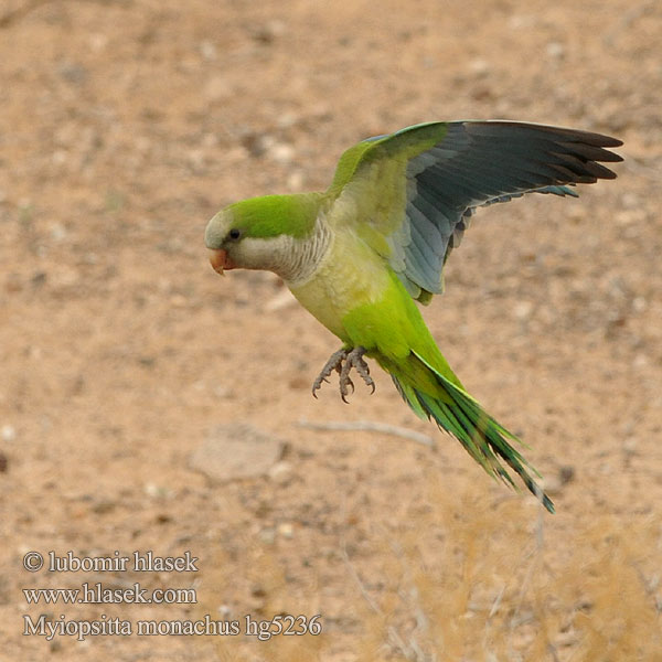 Myiopsitta monachus Munkeparakitt