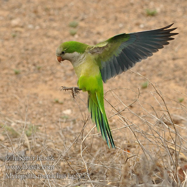 Monk Parakeet Myiopsitta monachus