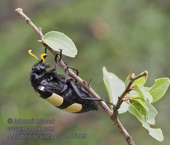 Mylabris oculata 