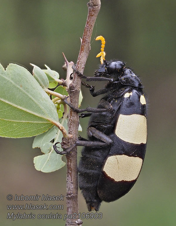 Mylabris oculata 