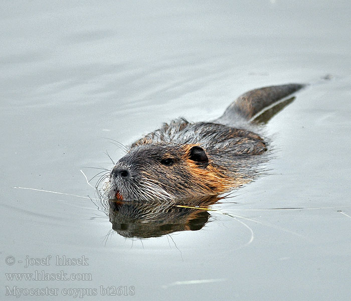 Myocastor coypus Coypu Nutrie říční Nutria