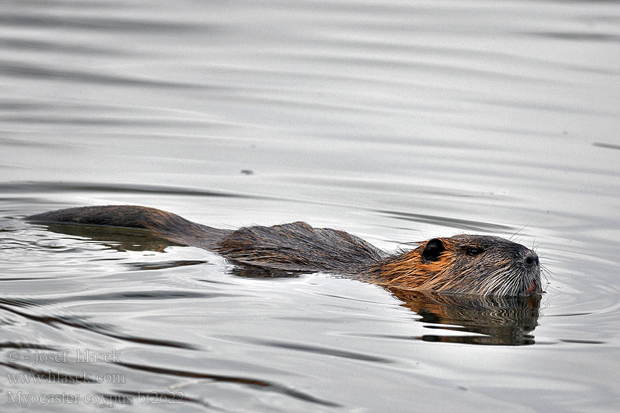 Myocastor coypus Coypu Нутрия Ragondin Avank-Spagn