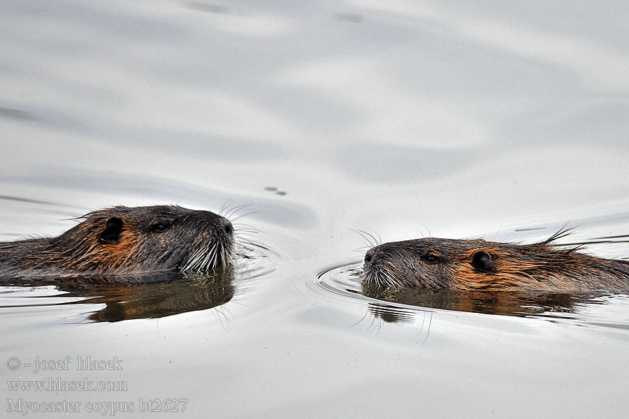 Myocastor coypus Coypu Beverrat Sumpbäver