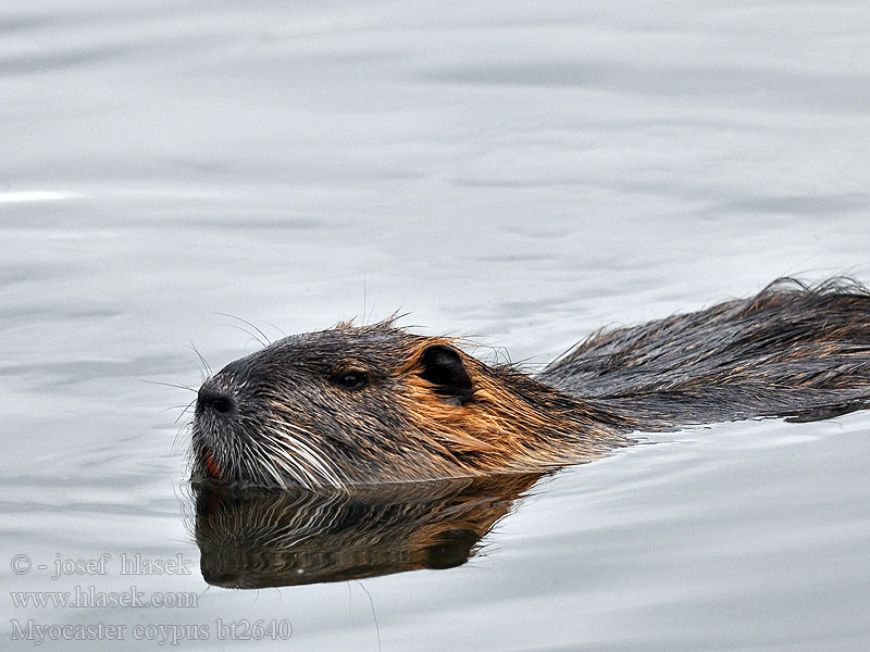 Myocastor coypus Coypu Coipo ヌートリア