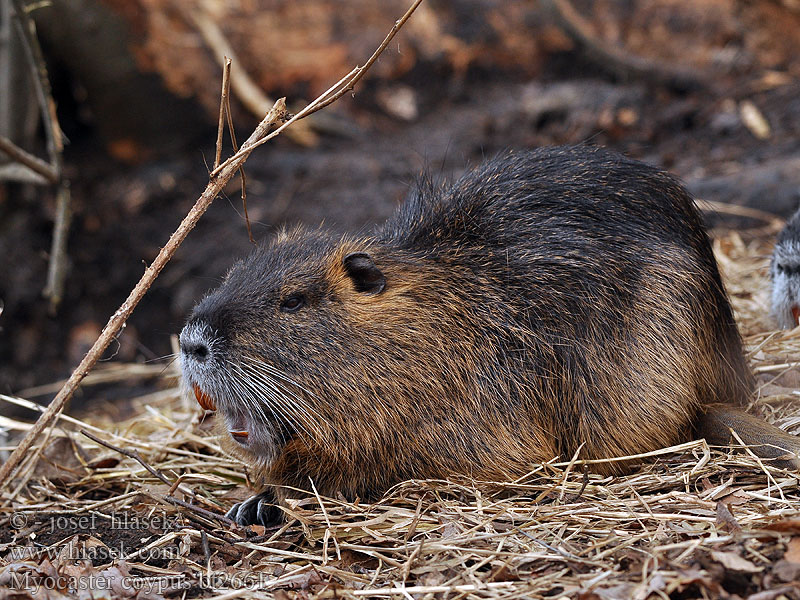 Myocastor coypus Coypu 海狸鼠 Sumpbæver