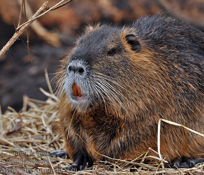 Myocastor coypus Coypu Nutria riečna Koypu