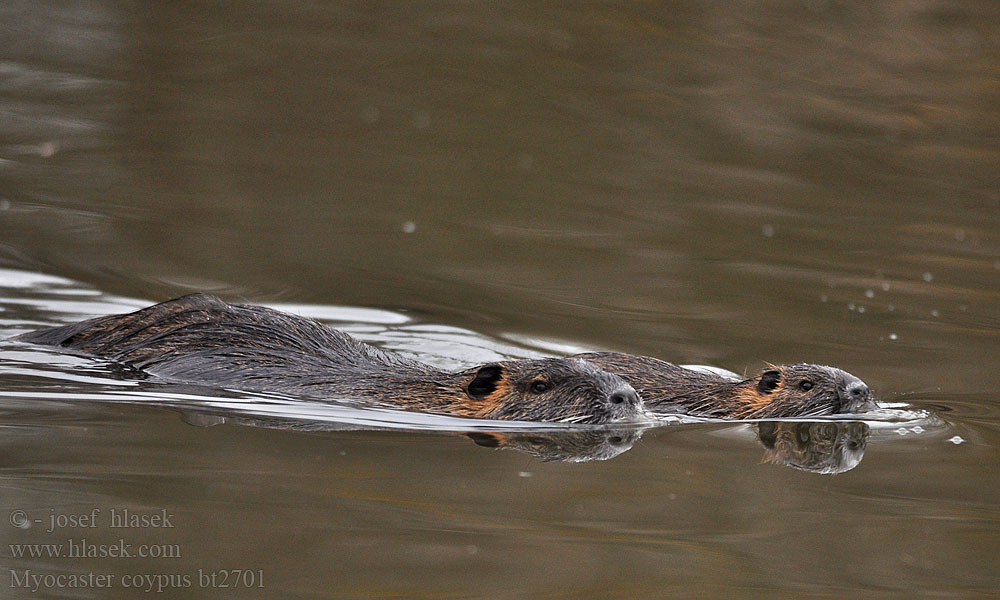 Myocastor coypus Coypu Sumpbever Ratão-do-banhado Нутрія