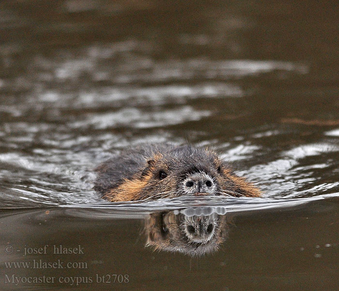 Myocastor coypus Coypu