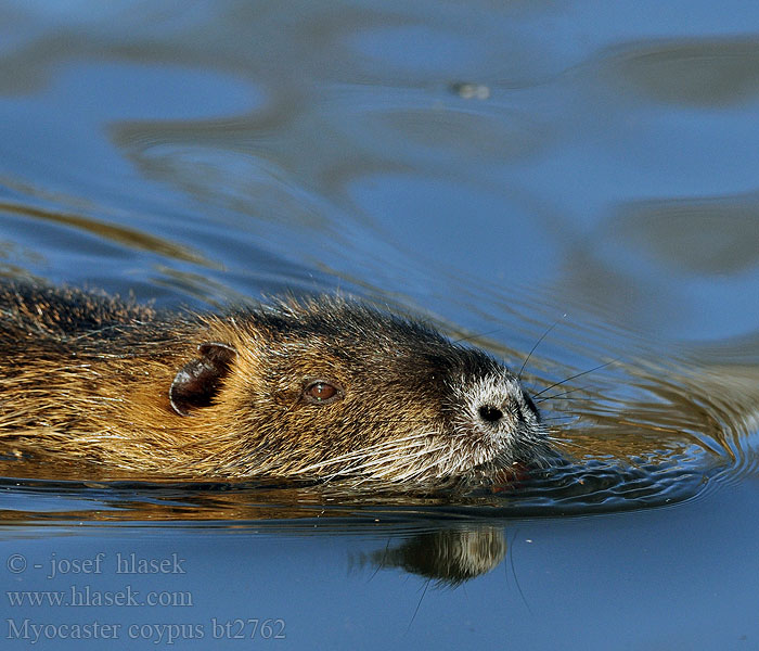 Myocastor coypus Nutrie říční