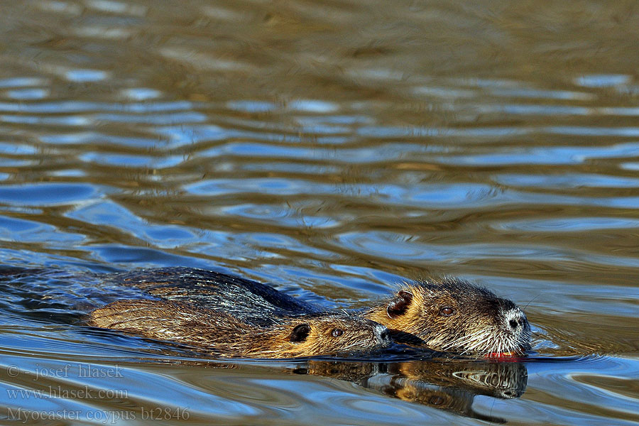 Myocastor coypus Nutria