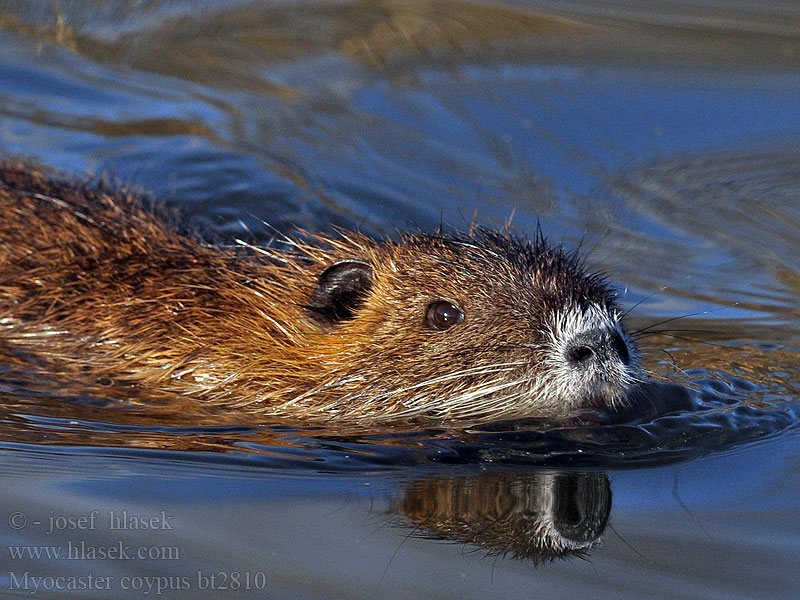 Myocastor coypus Нутрия