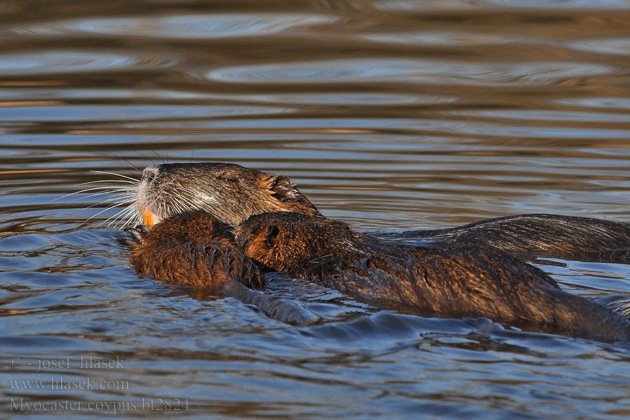 Myocastor coypus Ragondin Avank-Spagn