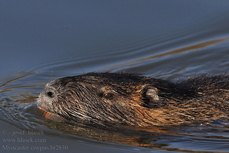 Myocastor coypus Beverrat